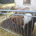 Dateiname=atilla01.JPG
Dateigröße=1046KB
Abmessungen: 2048x2048
hinzugefügt am: 20. April 2023 atilla01.JPG