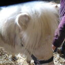 Dateiname=image1.JPG
Dateigröße=445KB
Abmessungen: 2048x2048
hinzugefügt am: 20. April 2023 image1.JPG