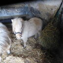 Dateiname=image5.JPG
Dateigröße=558KB
Abmessungen: 2048x2048
hinzugefügt am: 20. April 2023 image5.JPG