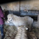 Dateiname=image6.JPG
Dateigröße=510KB
Abmessungen: 2048x2048
hinzugefügt am: 20. April 2023 image6.JPG