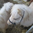 Dateiname=image7.JPG
Dateigröße=643KB
Abmessungen: 2048x2048
hinzugefügt am: 20. April 2023 image7.JPG