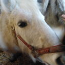 Dateiname=bienemaja2.JPG
Dateigröße=385KB
Abmessungen: 2048x2048
hinzugefügt am: 20. April 2023 bienemaja2.JPG