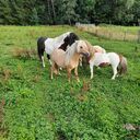 Dateiname=WhatsApp_Image_2022-07-10_at_18_07_13.jpeg
Dateigröße=923KB
Abmessungen: 1728x1728
hinzugefügt am: 20. April 2023 WhatsApp_Image_2022-07-10_at_18_07_13.jpeg