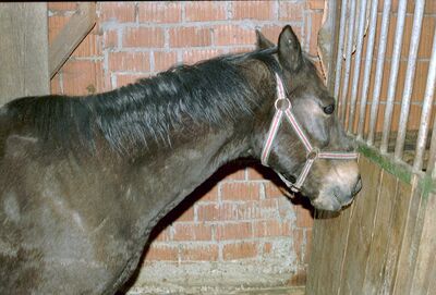 Eroicus - Ax  + August 2009
