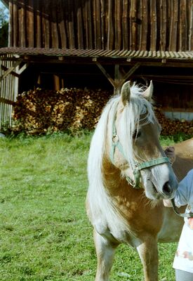 Orchidee + 24.12.2022
