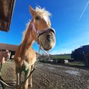 Dateiname=004.jpg
Dateigröße=511KB
Abmessungen: 2048x2048
hinzugefügt am: 21. April 2023 004.jpg