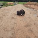 Dateiname=WhatsApp_Image_2022-09-13_at_20_21_04_28129.jpeg
Dateigröße=598KB
Abmessungen: 1728x1728
hinzugefügt am: 14. Oktober 2023 WhatsApp_Image_2022-09-13_at_20_21_04_28129.jpeg