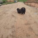 Dateiname=binal005.jpeg
Dateigröße=626KB
Abmessungen: 1728x1728
hinzugefügt am: 14. Oktober 2023 binal005.jpeg